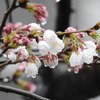 2018.03.21雨に濡れる桜
