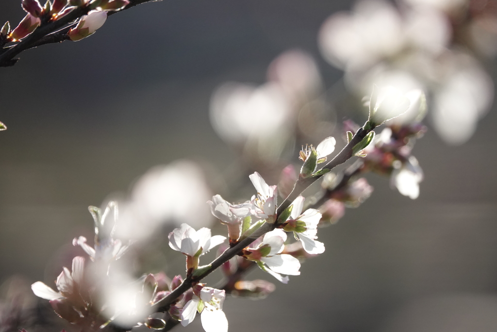 小さな桜
