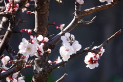 梅の花もいいですね！