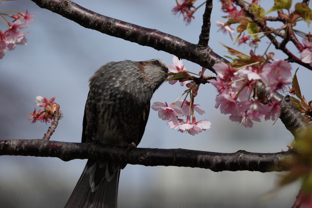 河津桜とヒヨドリ