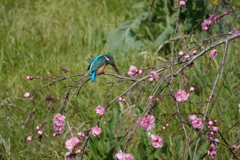 カワセミ君のお花見