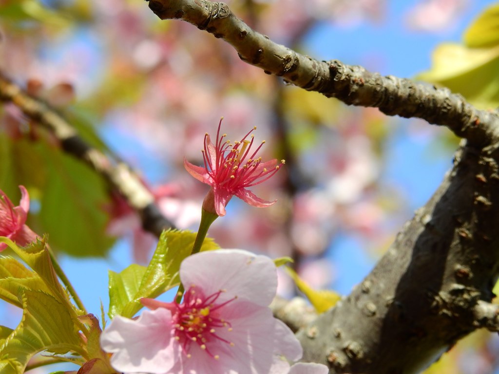 花びらなくても…