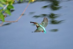 カワセミ君！