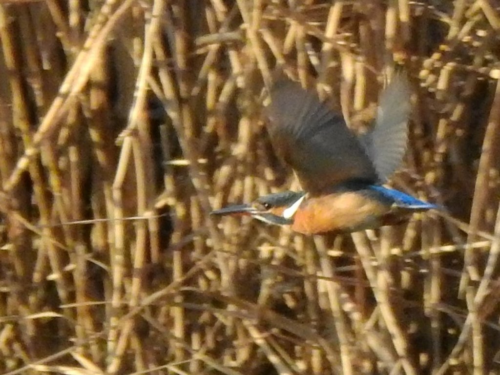 飛びもの挑戦中！3