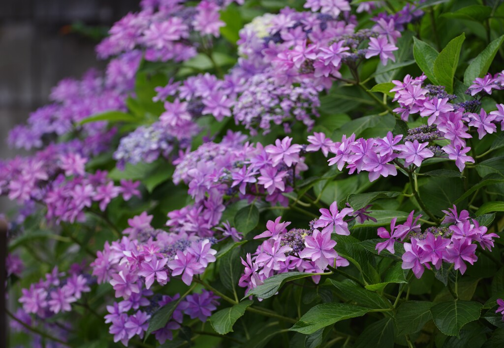 紫陽花