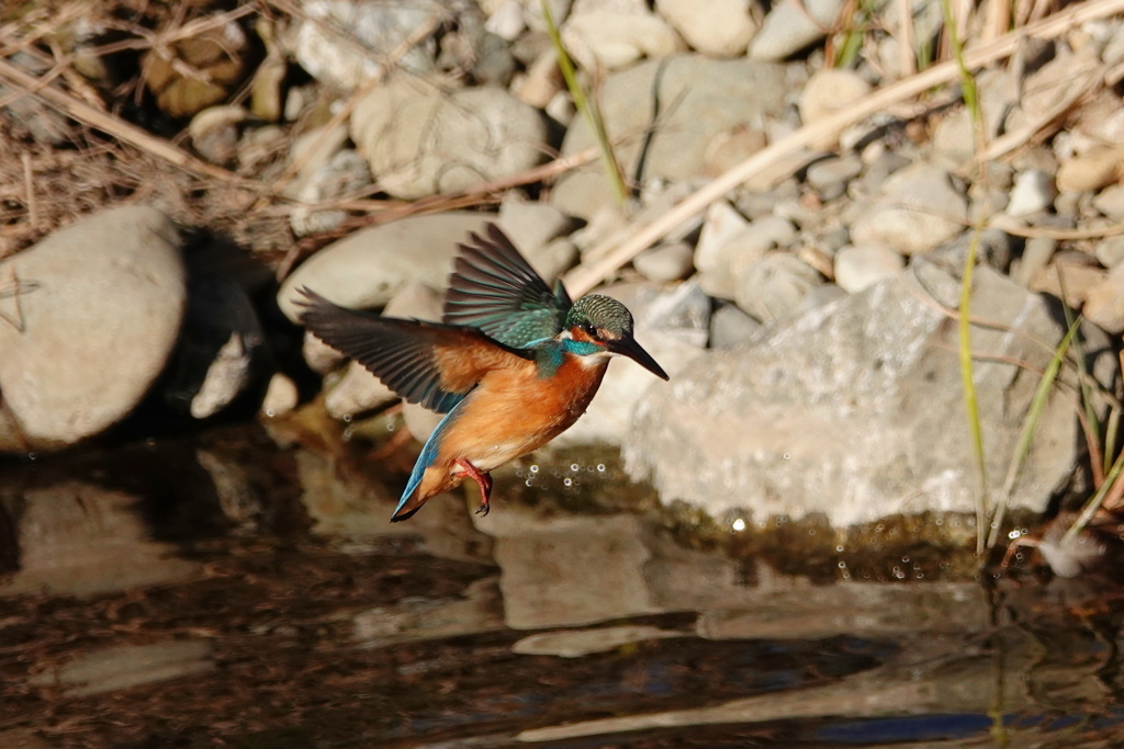 カワセミ君　ホバリング　！