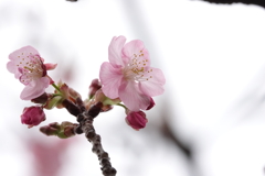 河津桜