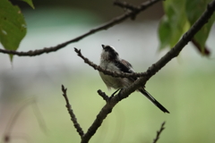 多分、シジュウカラの幼鳥