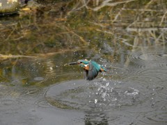 20180120カワセミ飛翔！