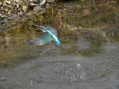 20180120カワセミ飛翔！3