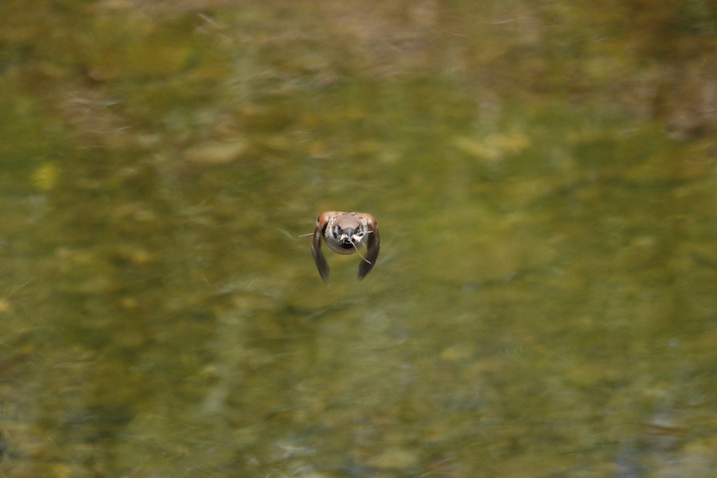 巣作りするすずめ！