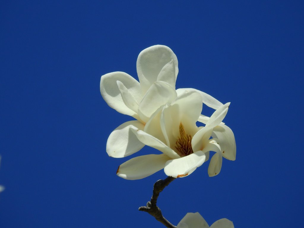 青い空と白い花2!