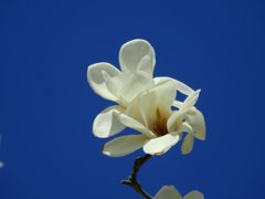 青い空と白い花2!