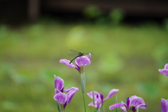 花菖蒲でひと休み！