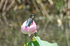 蓮の花にとまったカワセミの幼鳥