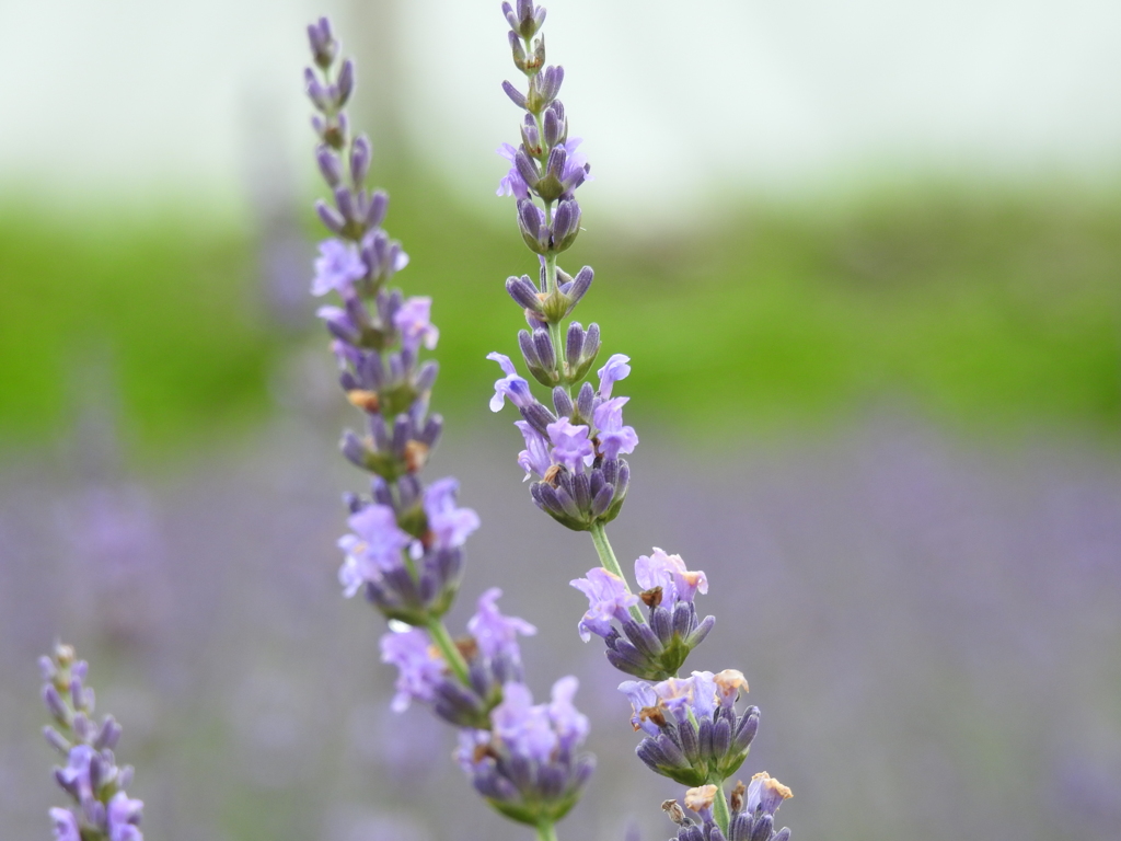 ラベンダー