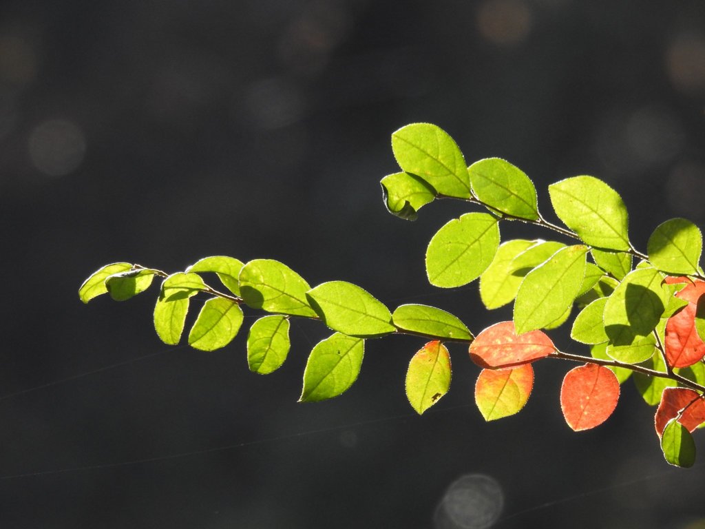 ここにも紅葉が…
