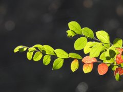 ここにも紅葉が…
