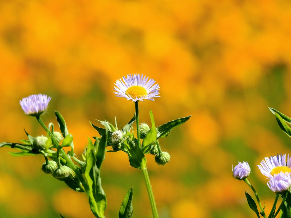 ハルジオン？ヒメジオン？