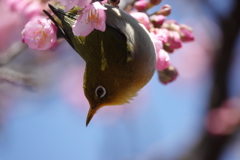 河津桜にメジロ