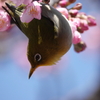 河津桜にメジロ