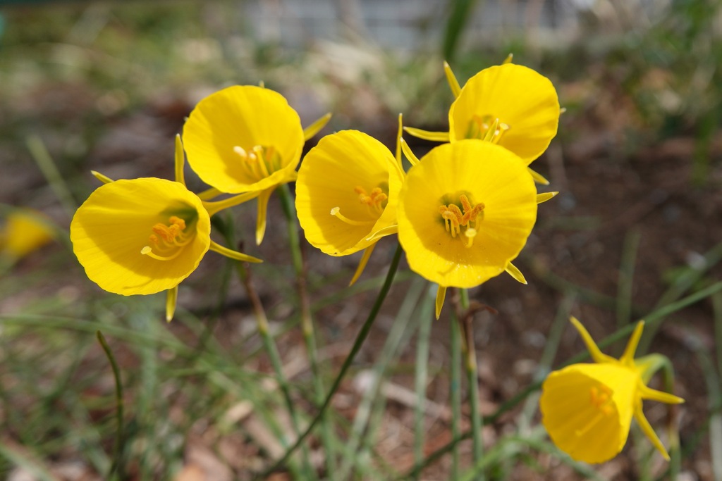 黄色い花 2 