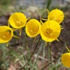 黄色い花 2 