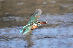 カワセミドジョウ捕る