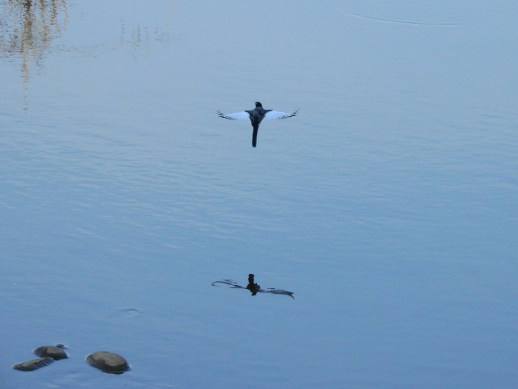 飛びもの挑戦中！2