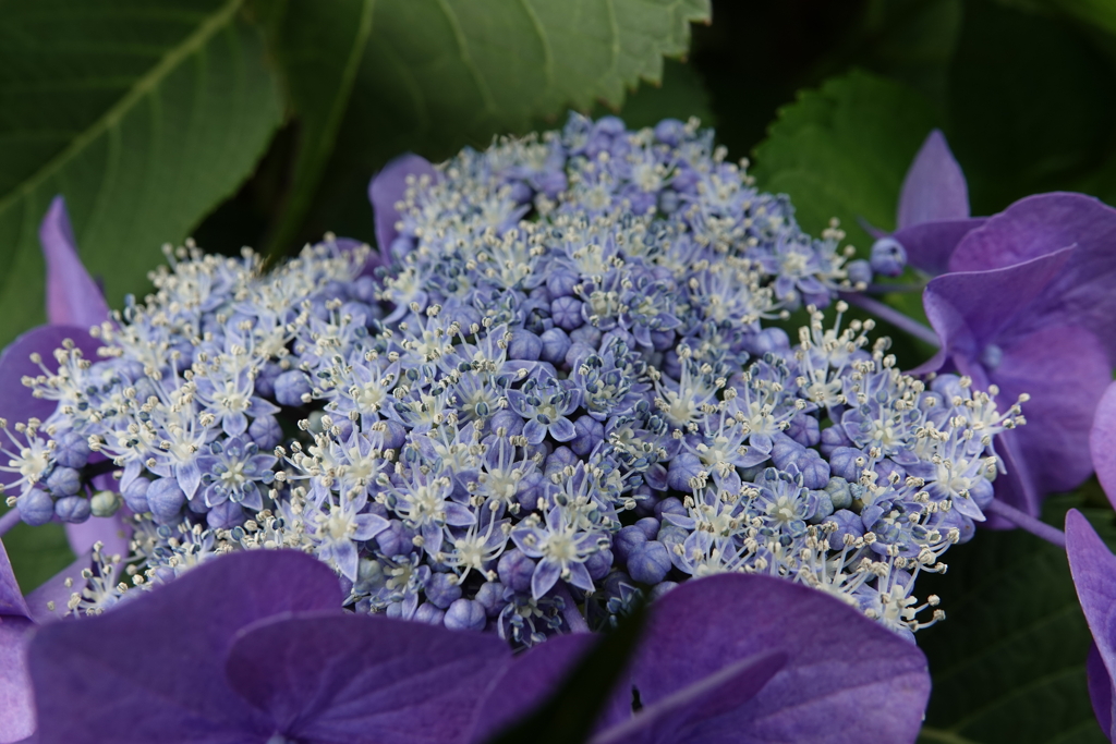紫陽花