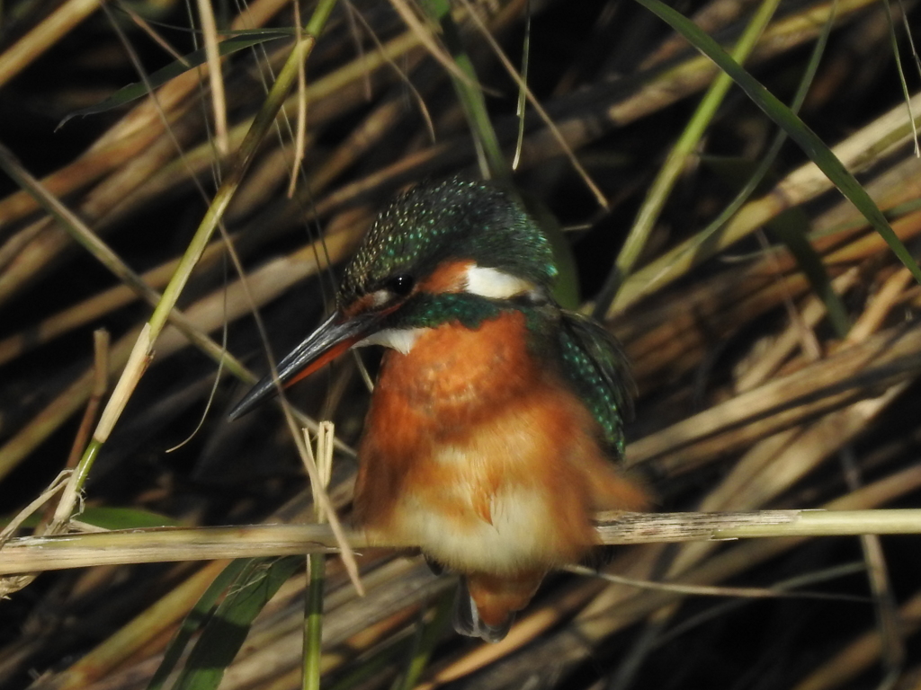 照れてる感じのカワセミ君！