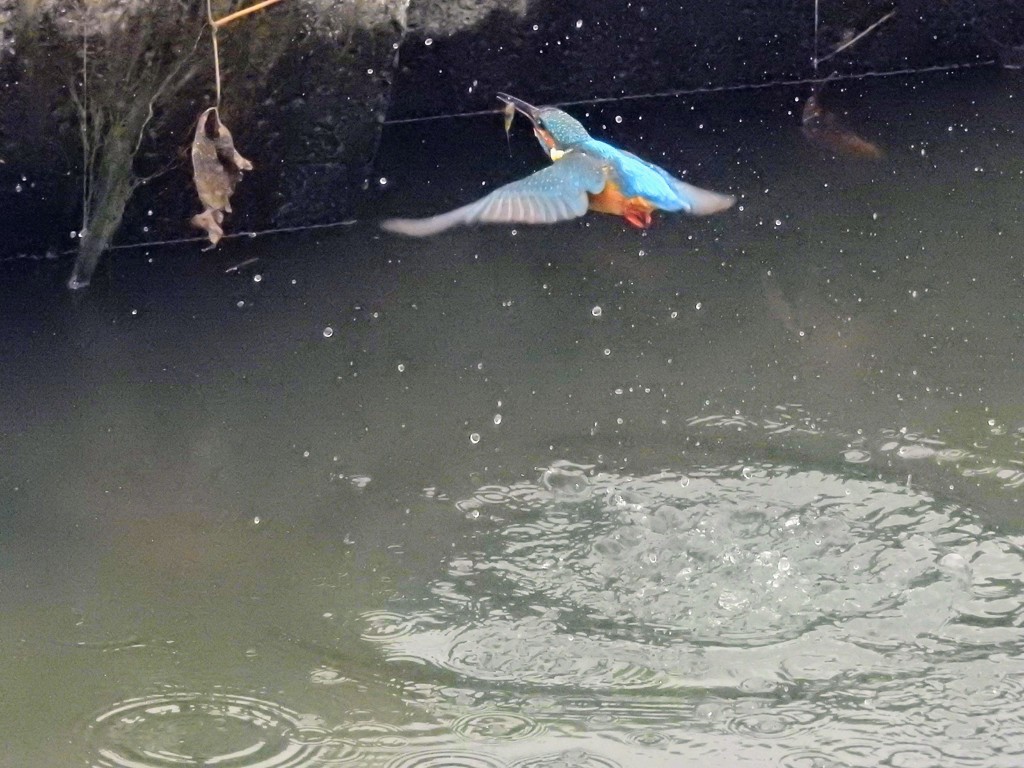 カワセミ小えび