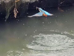 カワセミ小えび