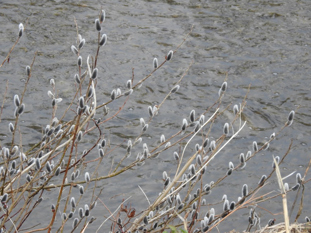 春もそこまで来てますね！
