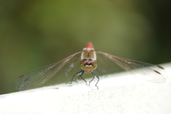 アキアカネ❓