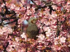 ヒヨドリ、河津桜に囲まれる！