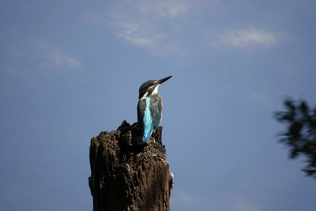 カワセミ君幼鳥！
