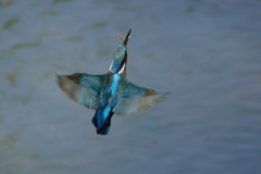 最近は魚が捕れません