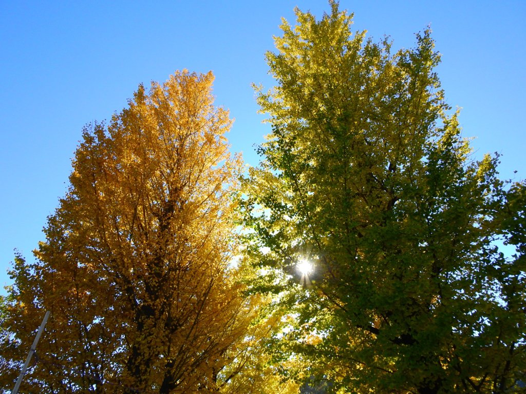 色づきました！