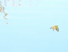 飛びもの挑戦中！4