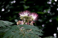 ねむの木の花