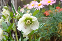 白い花　3