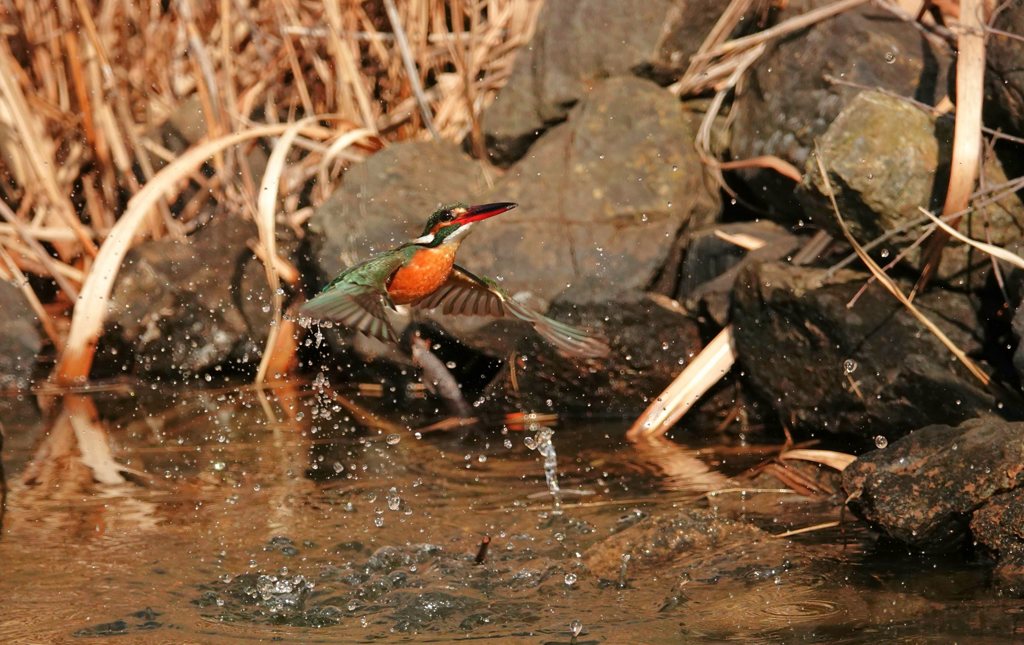 カワ姫テイクオフ！