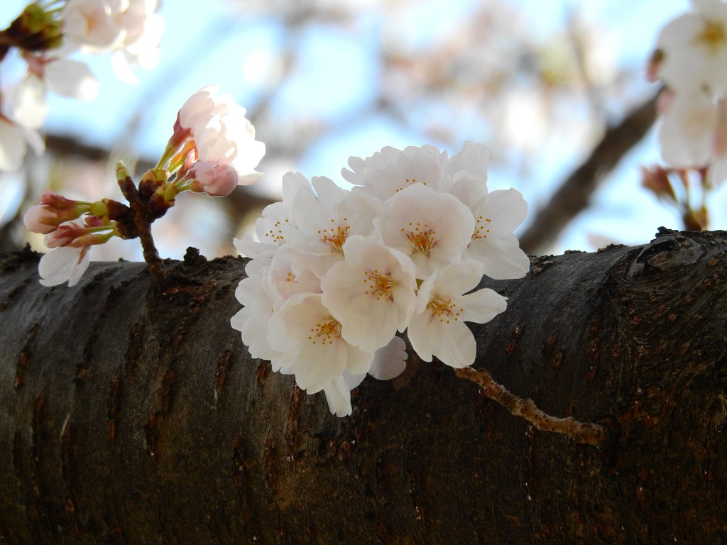 花、いっぱい！