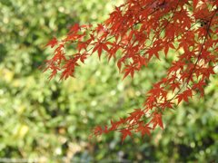 今年最後のもみじ！かな