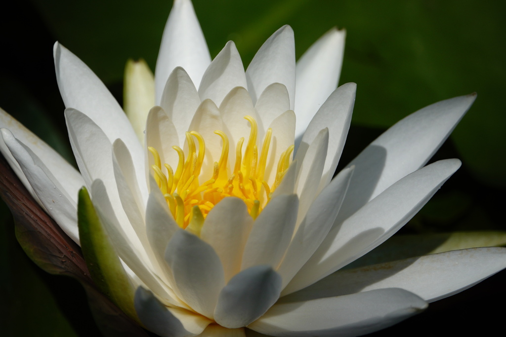 ハスの花