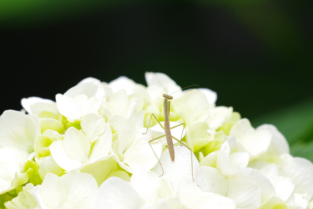 カマキリの子ども