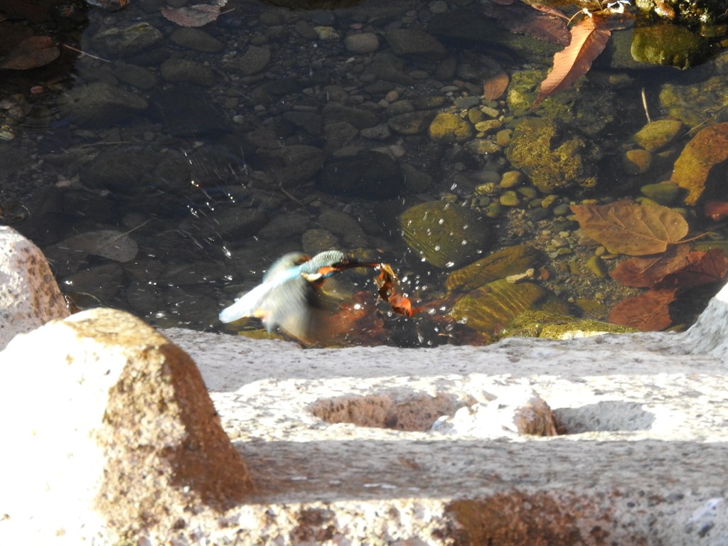 カワセミ君飛翔！