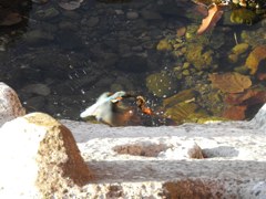 カワセミ君飛翔！