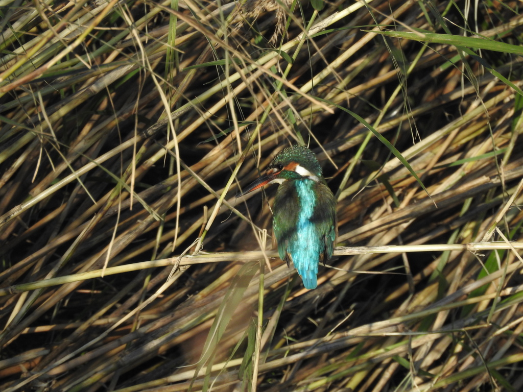 カワセミ君振り向く！